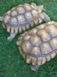 Rehomed...Sulcata : Both Male approx 20 years old (Steak & Kidney)